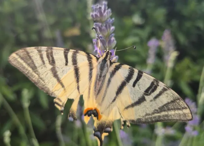 Luxury Exclusive By Guide * Sveti Ivan Dobrinjski